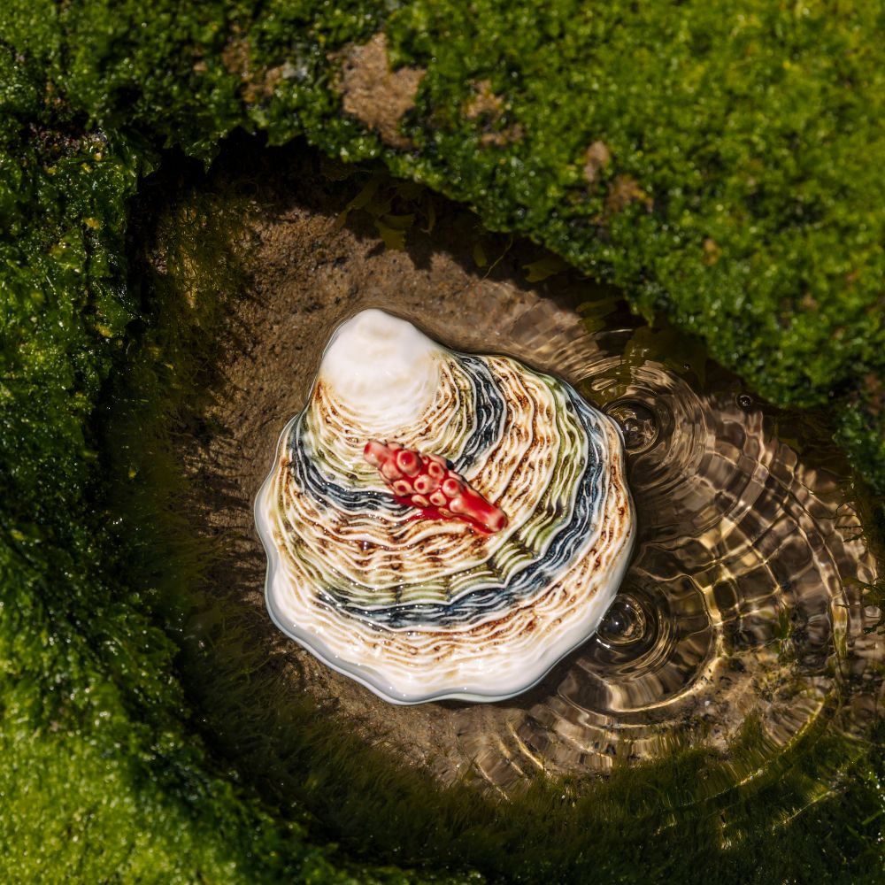 Supijera - Oysters and Scallops - Slika 4